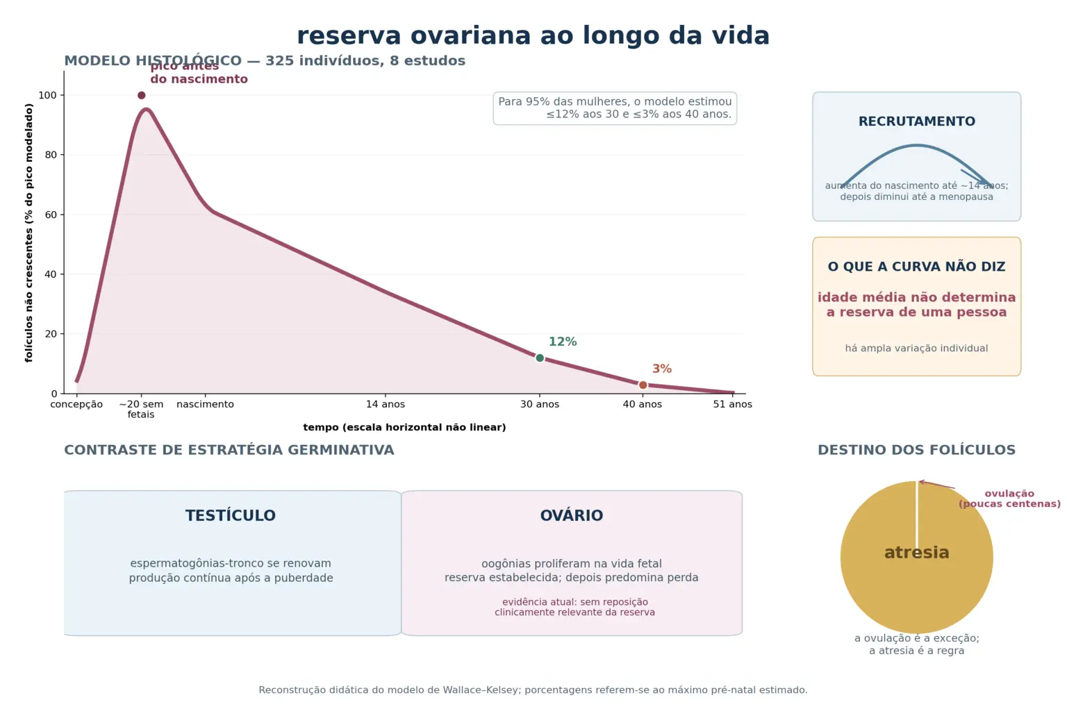 Curva da reserva ovariana da concepção à menopausa com o pico antes do nascimento e os marcos de 12% aos 30 anos e 3% aos 40, contraste entre a produção contínua do testículo e a população que só diminui do ovário, e a proporção esmagadora da atresia sobre a ovulação.