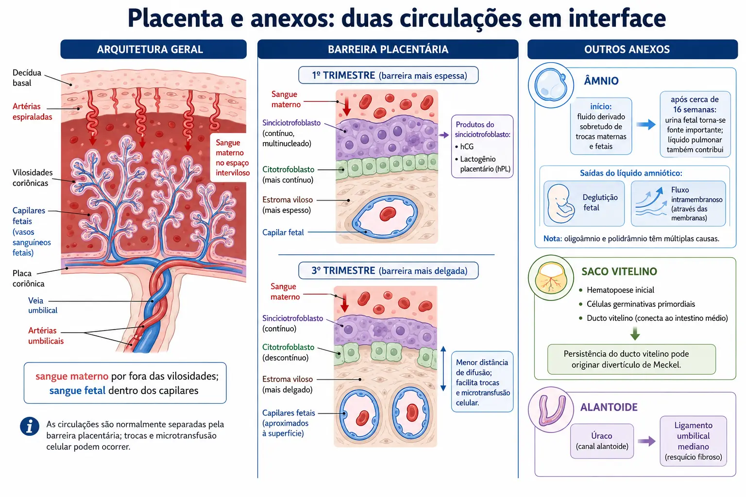Corte da placenta com artérias espiraladas desembocando no espaço interviloso e vilosidades contendo capilares fetais, ampliação da barreira em primeiro e terceiro trimestres mostrando o afinamento com desaparecimento do citotrofoblasto, e blocos com âmnio, saco vitelino e alantoide.