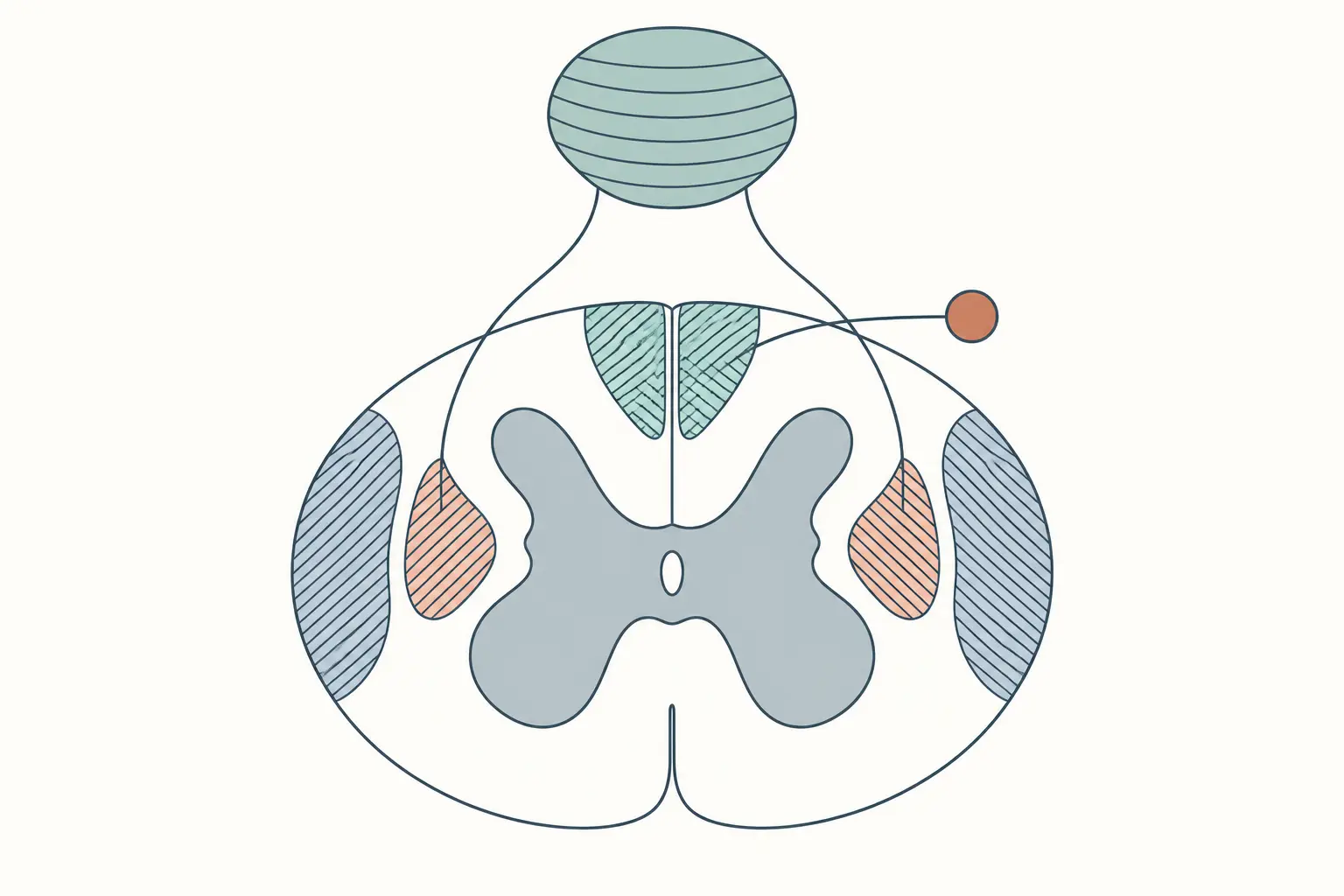 Corte de medula com tres pares de regioes hachuradas: posteriores junto a linha media, laterais externas e laterais internas, com ligacoes para uma estrutura sulcada acima e para um pequeno corpo arredondado ao lado.