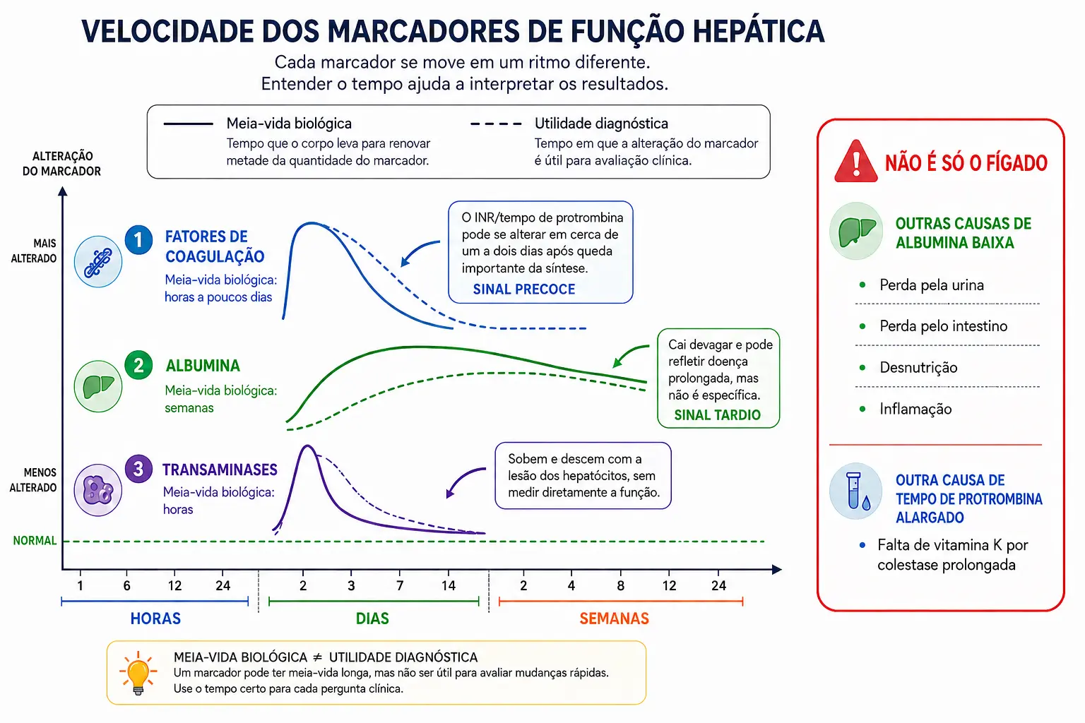 Linha do tempo com três curvas: fatores de coagulação em horas a dias, albumina em semanas, e transaminases acompanhando a lesão.