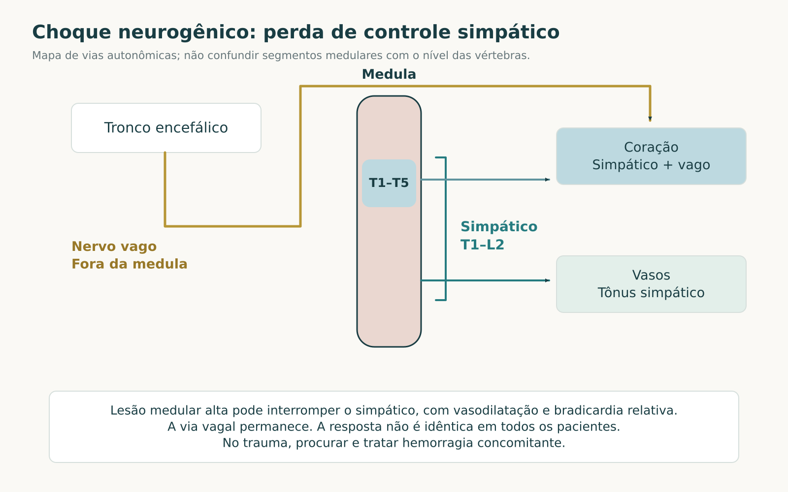 Mapa de vias autonômicas com saída simpática toracolombar, contribuição cardíaca de T1 a T5 e nervo vago passando fora da medula.