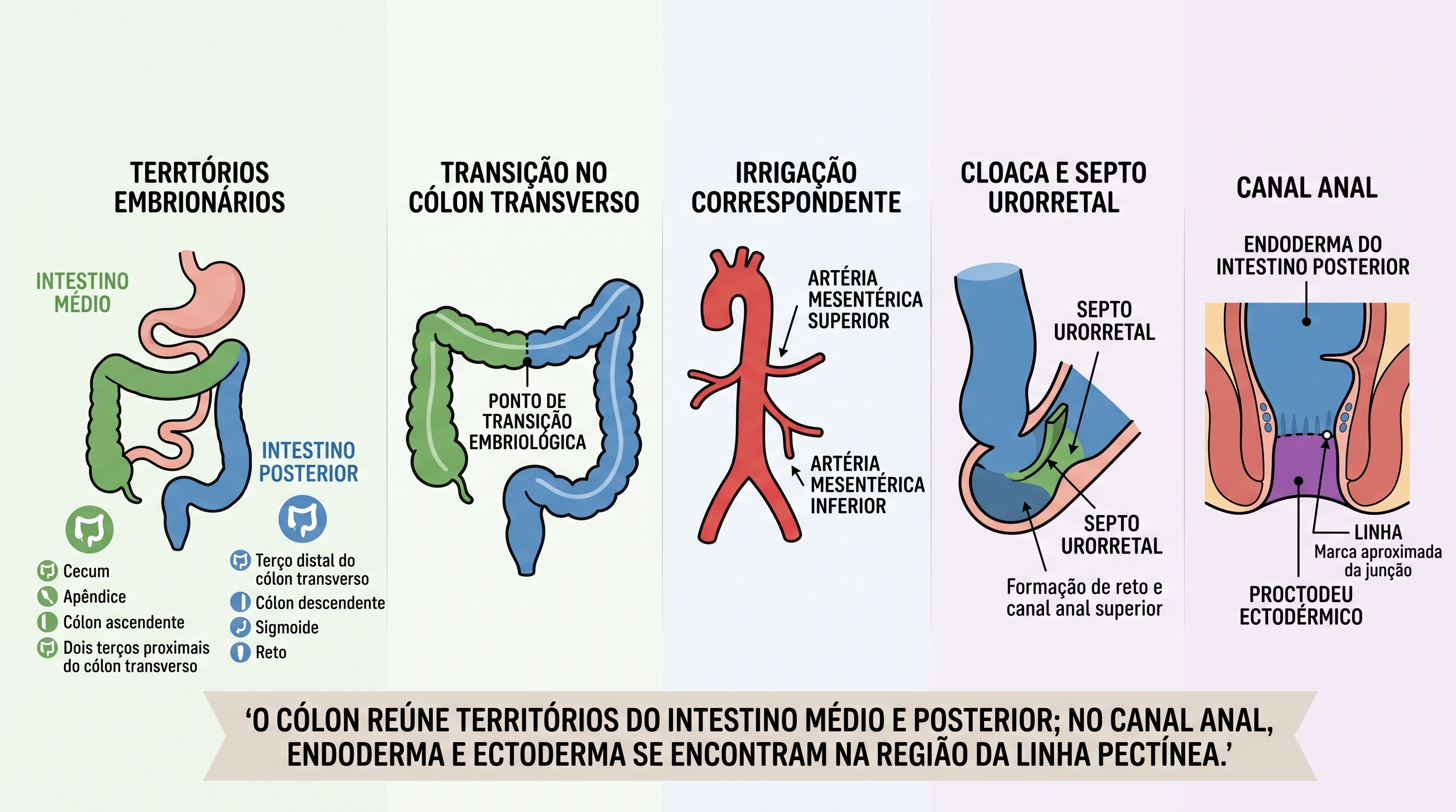 Infográfico sobre a embriologia do intestino grosso, reto e canal anal, mostrando os territórios derivados do intestino médio e posterior, a transição embrionária no cólon transverso, a irrigação pelas artérias mesentéricas superior e inferior, a divisão da cloaca pelo septo urorretal e o encontro entre endoderma e ectoderma na região da linha pectínea.