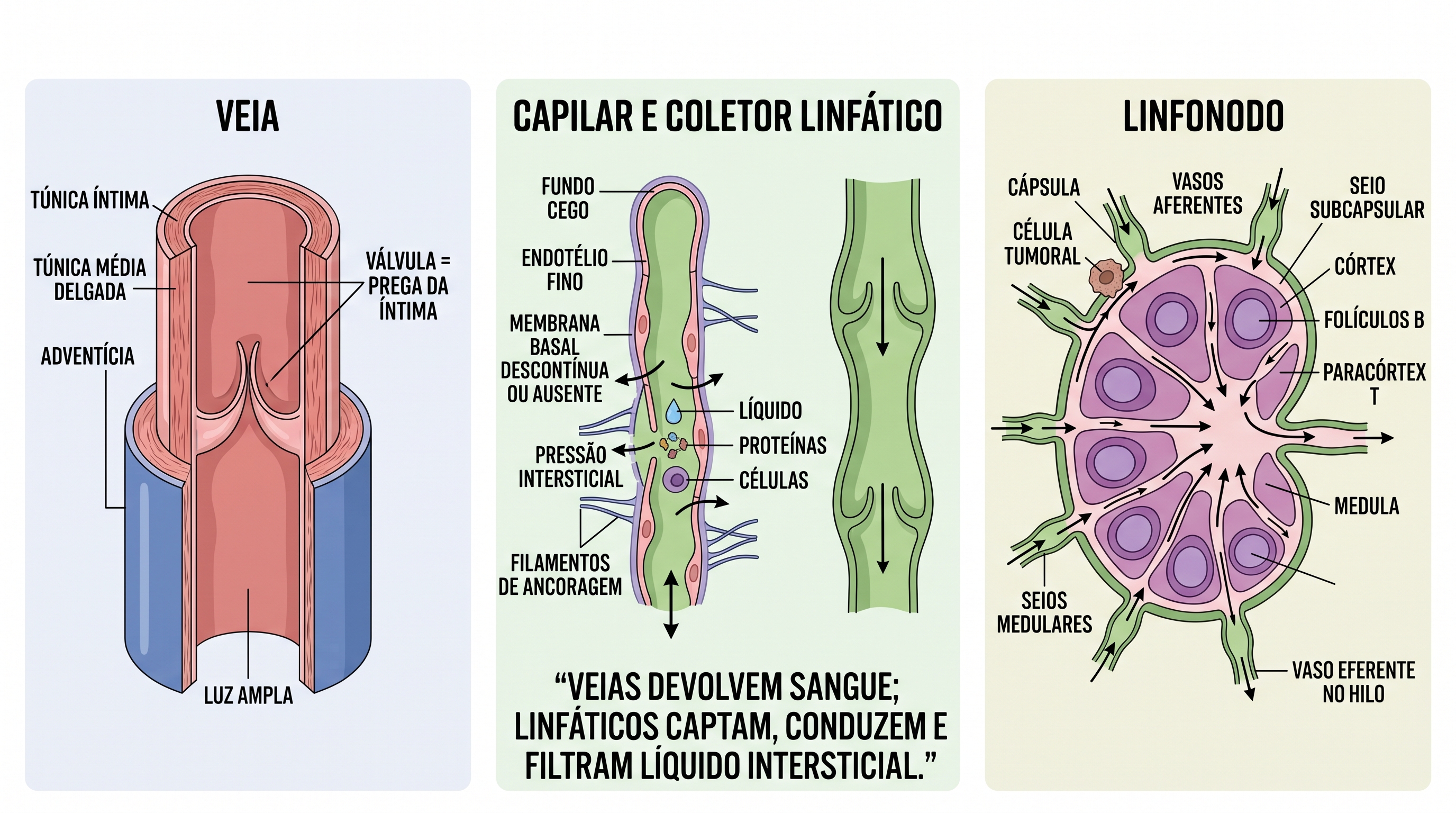 Infográfico histológico comparando uma veia, um capilar e coletor linfático e um linfonodo, com destaque para as camadas da parede venosa e sua válvula, a captação de líquido intersticial pelos capilares linfáticos e o trajeto da linfa pelos compartimentos do linfonodo.