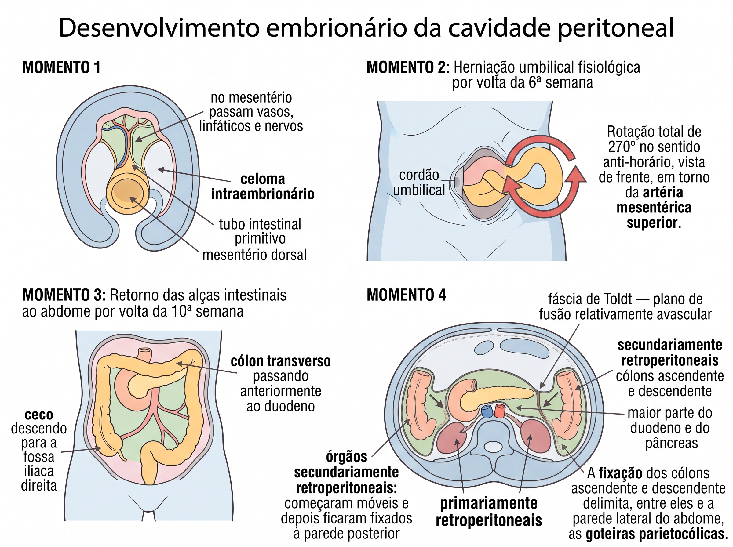 Quatro momentos embrionários: tubo suspenso no celoma, herniação com rotação de 270 graus, retorno das alças e fusão dos mesos com a fáscia de Toldt.