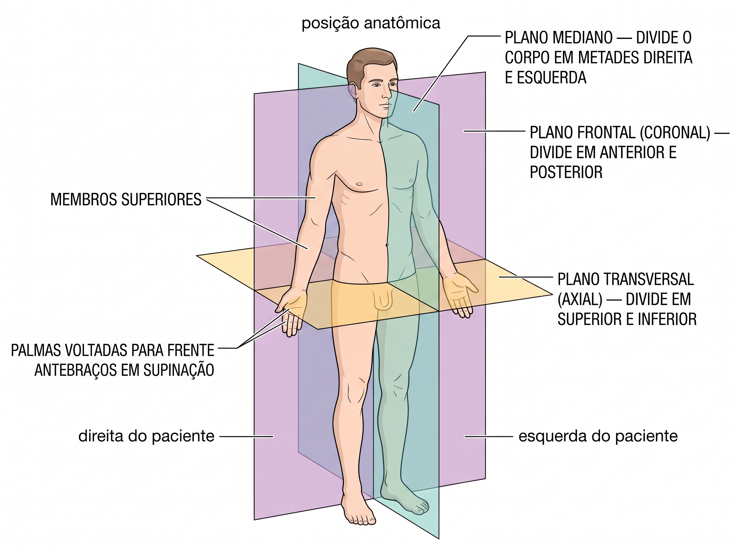 Figura humana em posição anatômica atravessada por três planos translúcidos: mediano, frontal e transversal, com os lados do paciente rotulados.