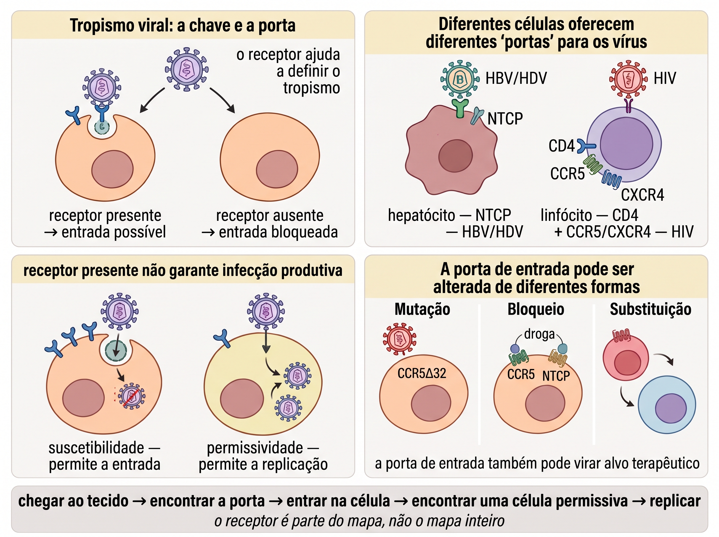 Infográfico sobre tropismo viral mostrando receptor presente ou ausente, exemplos de NTCP e CCR5/CXCR4, diferença entre suscetibilidade e permissividade e formas de alterar ou bloquear portas de entrada viral