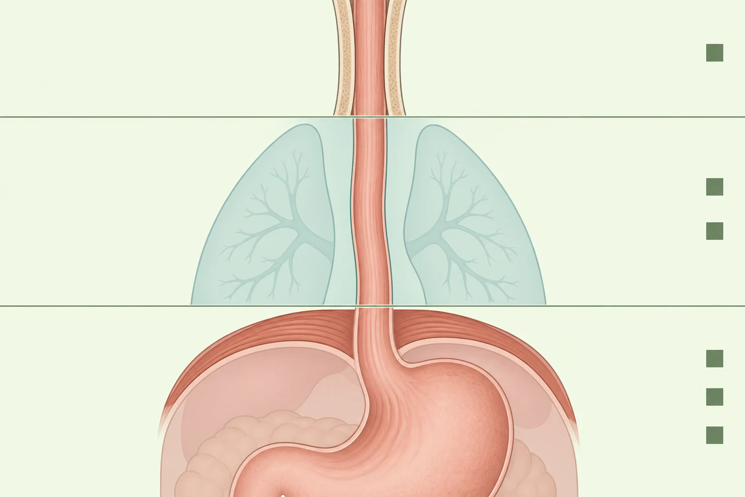Três faixas mostrando o esôfago cervical num espaço estreito, o torácico num espaço amplo entre os pulmões e o abdominal num compartimento largo abaixo do diafragma.