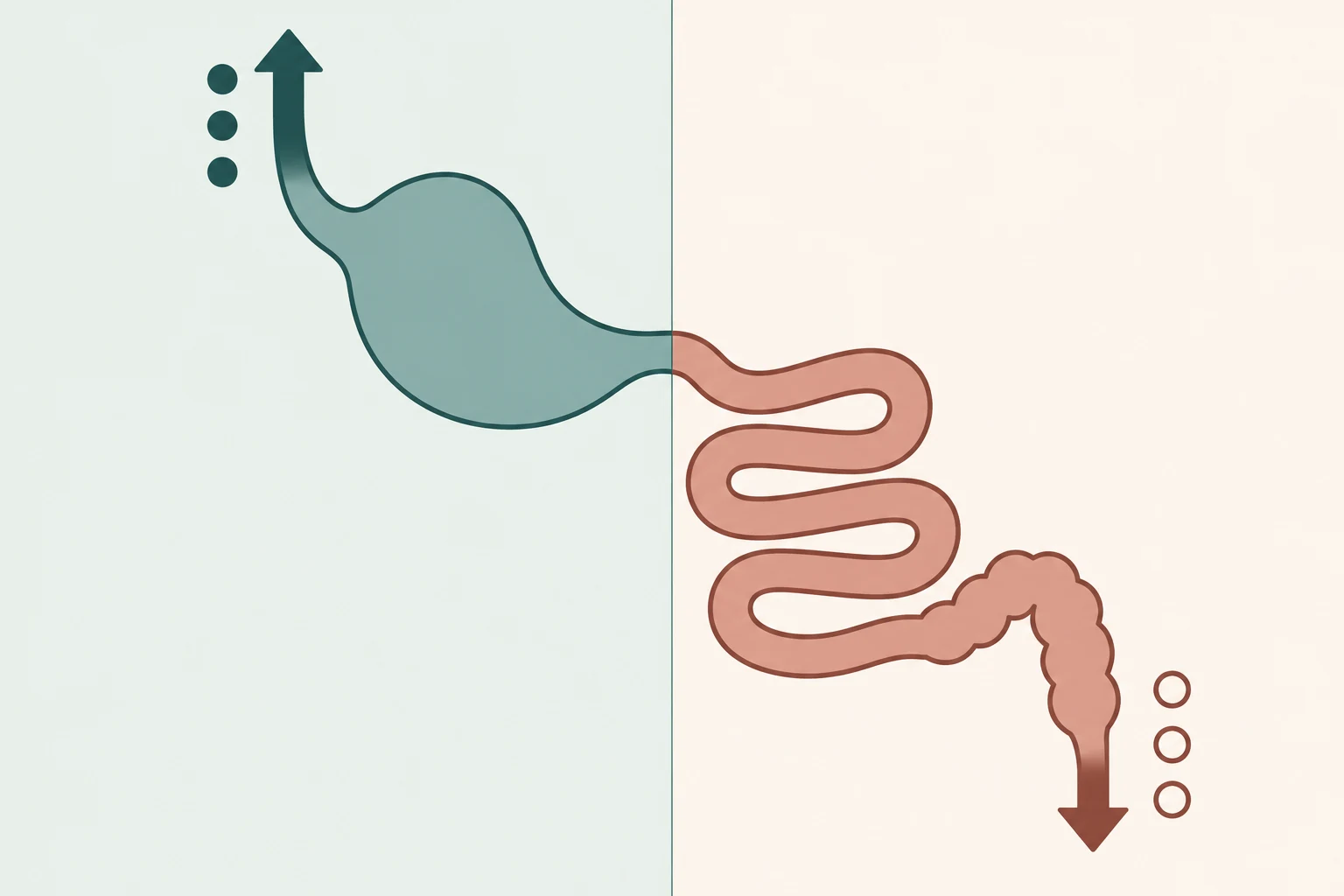 Tubo digestivo estilizado dividido ao meio por uma linha vertical no piloro; à esquerda, uma seta de saída do estômago com três pontos cheios; à direita, uma seta de saída do intestino com três anéis vazados, espelhando a primeira.