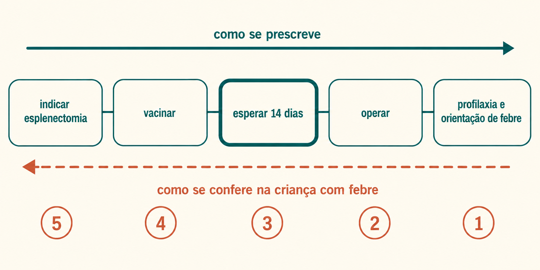 Corrente de cinco elos, da indicação da esplenectomia à profilaxia, com seta de escrita para a direita e seta de conferência para a esquerda.