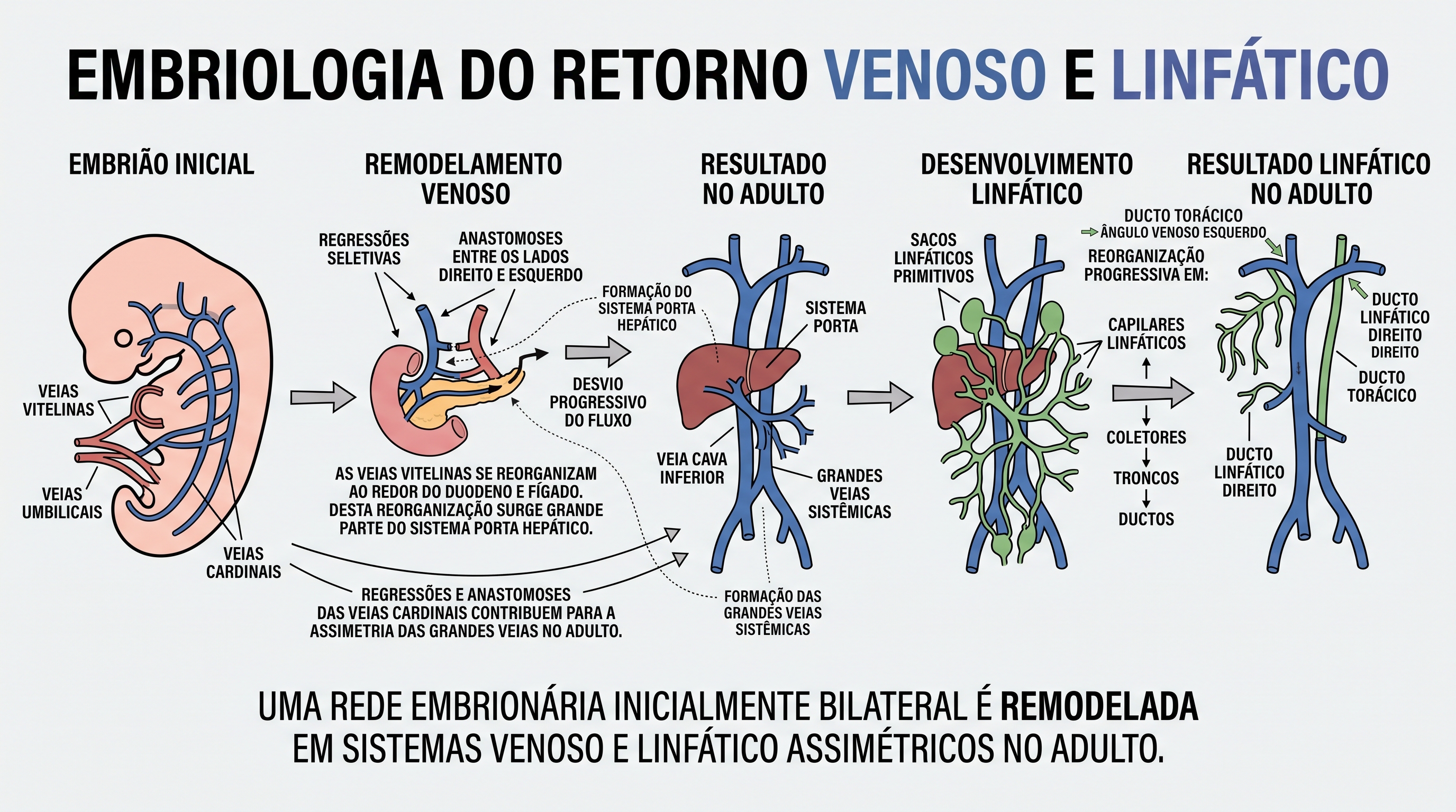 Infográfico sobre a embriologia do retorno venoso e linfático, mostrando veias vitelinas, umbilicais e cardinais no embrião, seu remodelamento em sistema porta e grandes veias sistêmicas, além do desenvolvimento dos vasos linfáticos e da formação do ducto torácico e do ducto linfático direito.